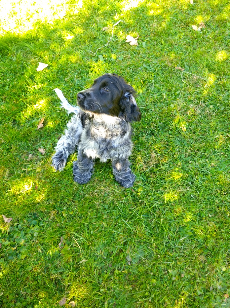 Hlídání psů Kamenice Sheena